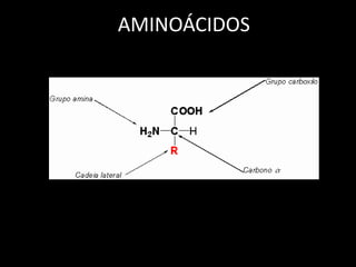 AMINOÁCIDOS

 