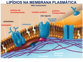 LIPÍDIOS NA MEMBRANA PLASMÁTICA
Meio extracelular
proteína de
reconhecimento

proteína
transportadora

receptor protéico
sítio ligante

bicamada
lipídica

carboidrato

fosfolipídio

colesterol

citoplasma
www.bioaula.com.br

filamentos
protéicos

 