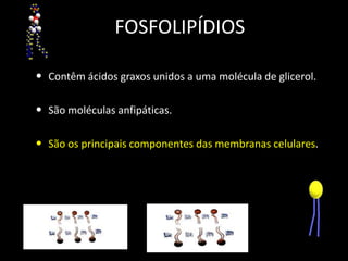 FOSFOLIPÍDIOS
• Contêm ácidos graxos unidos a uma molécula de glicerol.

• São moléculas anfipáticas.
• São os principais componentes das membranas celulares.

 