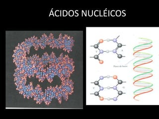 ÁCIDOS NUCLÉICOS

 