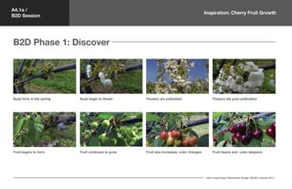 A4.1a /
B2D Session
John Longchamps | Biomimetic Design | MCAD | Summer 2015
B2D Phase 1: Discover
Buds form in the spring Buds begin to flower Flowers are pollinated Flowers die post-pollination
Fruit begins to form Fruit continues to grow
Inspiration: Cherry Fruit Growth
Fruit size increases, color changes Fruit ripens and color deepens
 