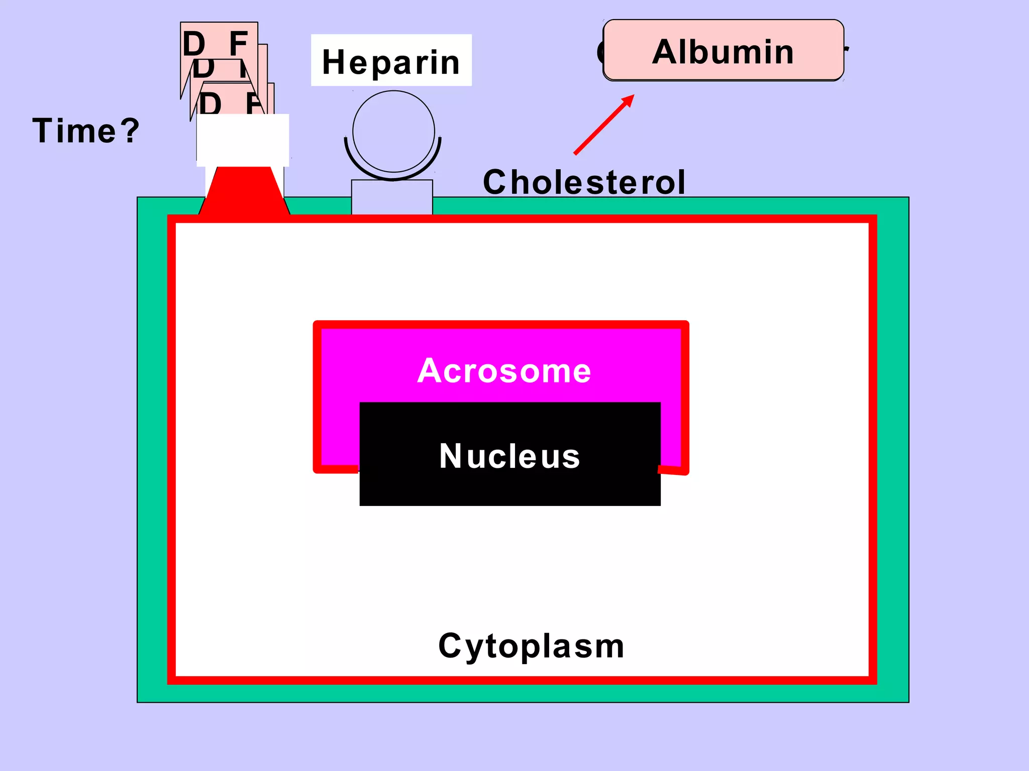 D F
Cytoplasm
Nucleus
Acrosome
GAG
Cholesterol
Chol-Acceptor
D F
D F
D F
D F
Heparin
Time?
Albumin
 