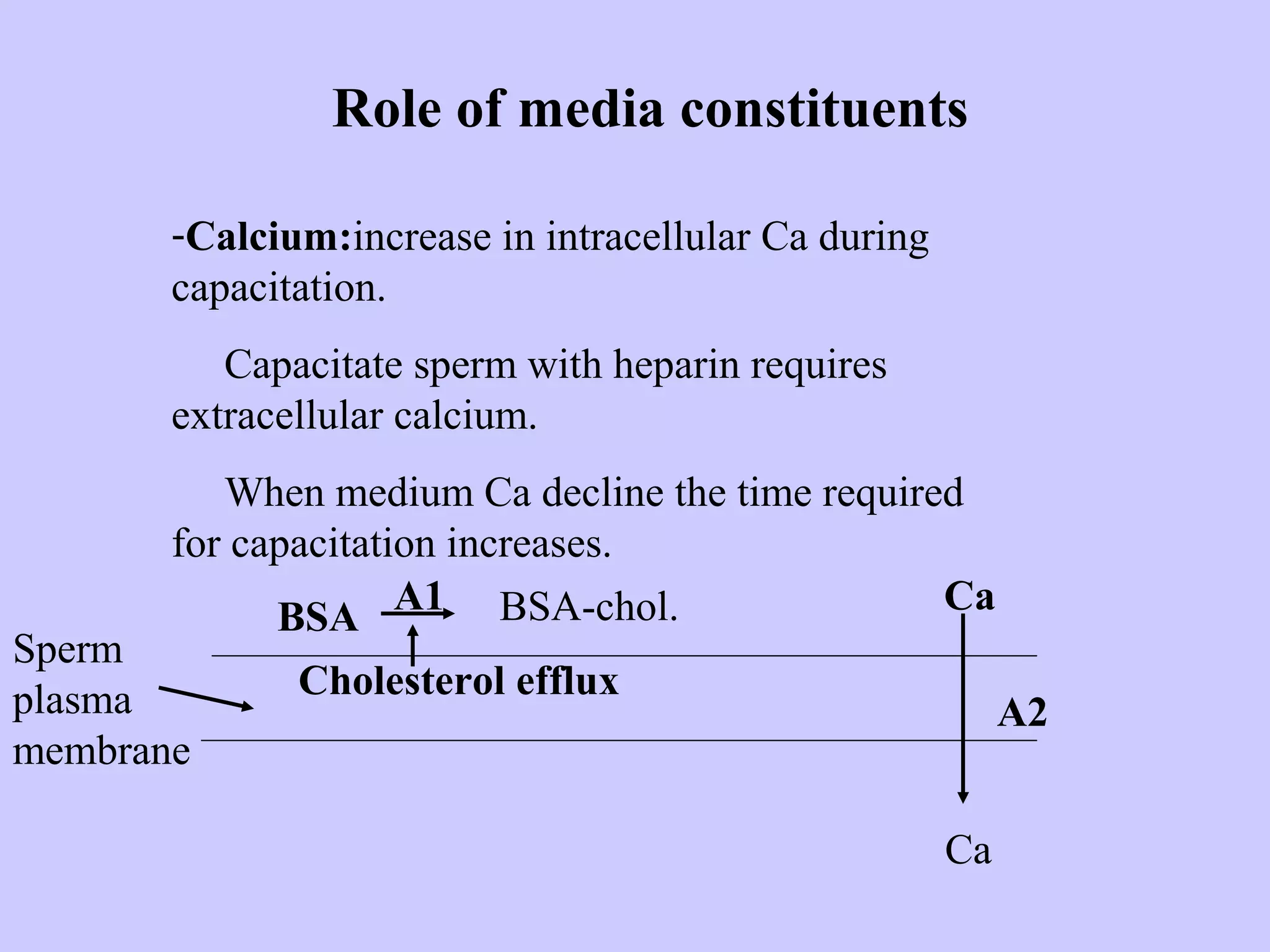 Role of media constituents
-Calcium:increase in intracellular Ca during
capacitation.
Capacitate sperm with heparin requires
extracellular calcium.
When medium Ca decline the time required
for capacitation increases.
Sperm
plasma
membrane
Cholesterol efflux
BSA BSA-chol. Ca
Ca
A2
A1
 