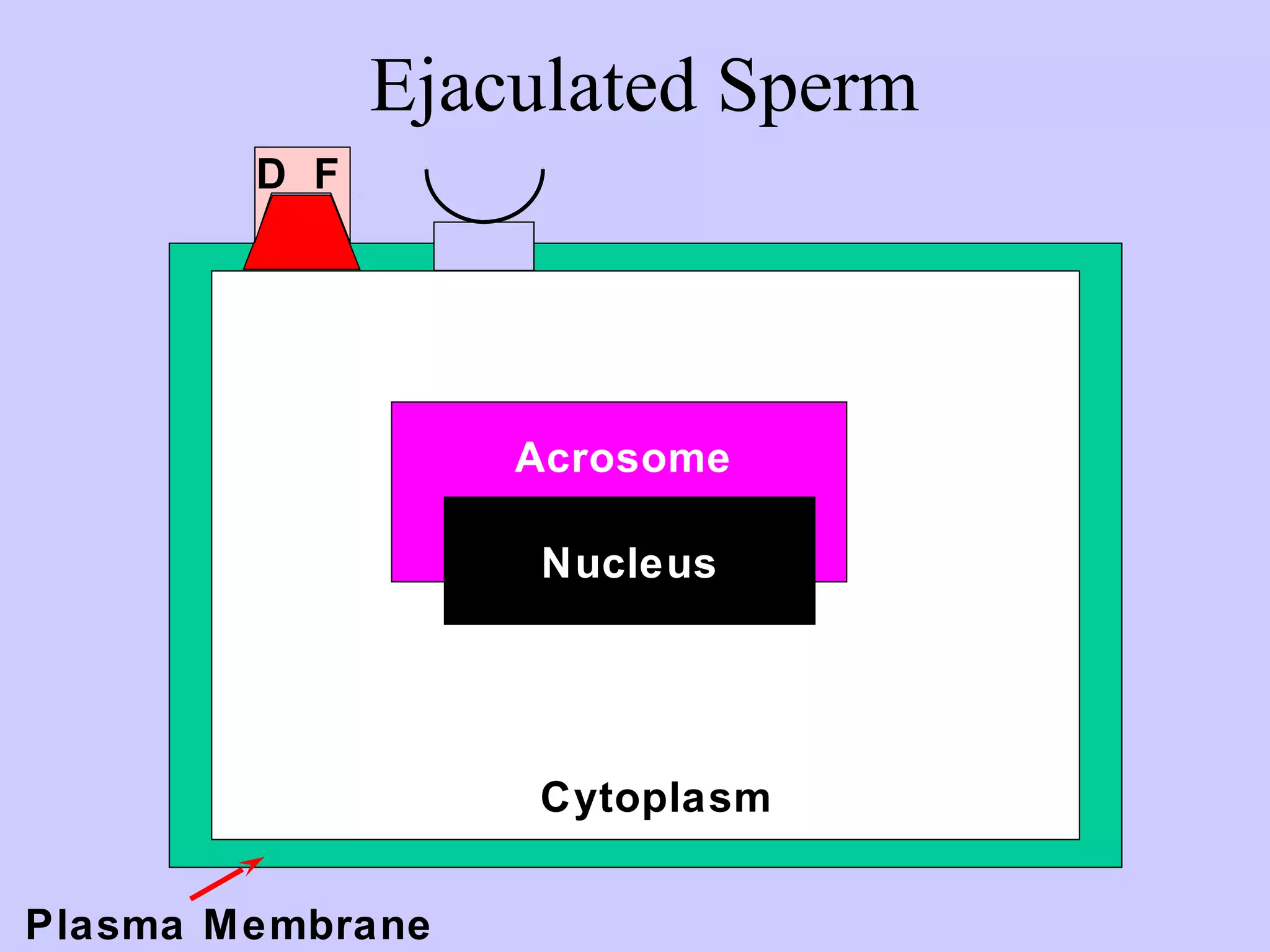 Ejaculated Sperm
D F
Plasma Membrane
Cytoplasm
Nucleus
Acrosome
 