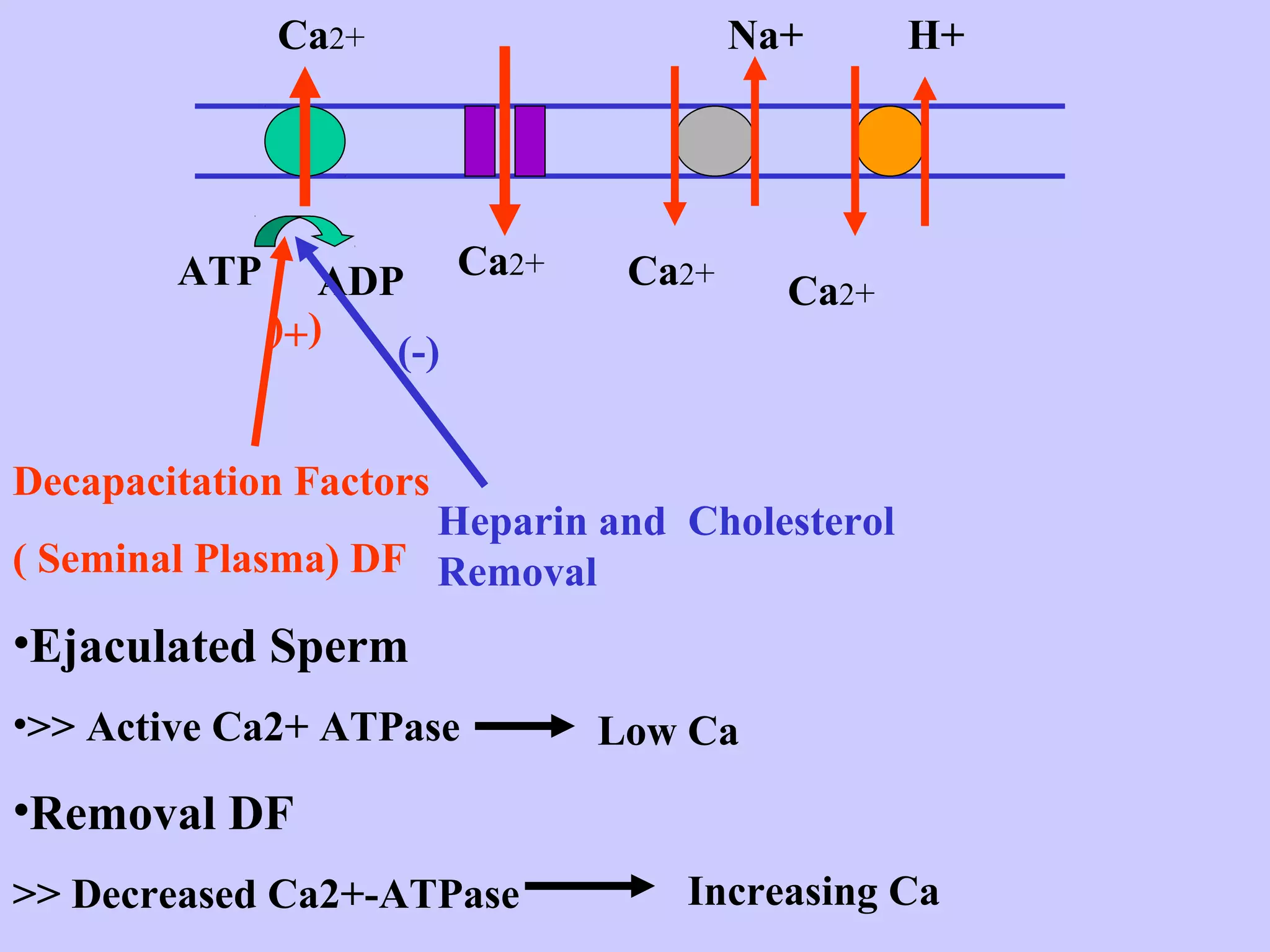 ATP ADP
(+(
Decapacitation Factors
( Seminal Plasma) DF
Ca2+
•Ejaculated Sperm
•>> Active Ca2+ ATPase
•Removal DF
>> Decreased Ca2+-ATPase
Low Ca
(-)
Heparin and Cholesterol
Removal
Ca2+ Ca2+
Na+
Ca2+
H+
Increasing Ca
 