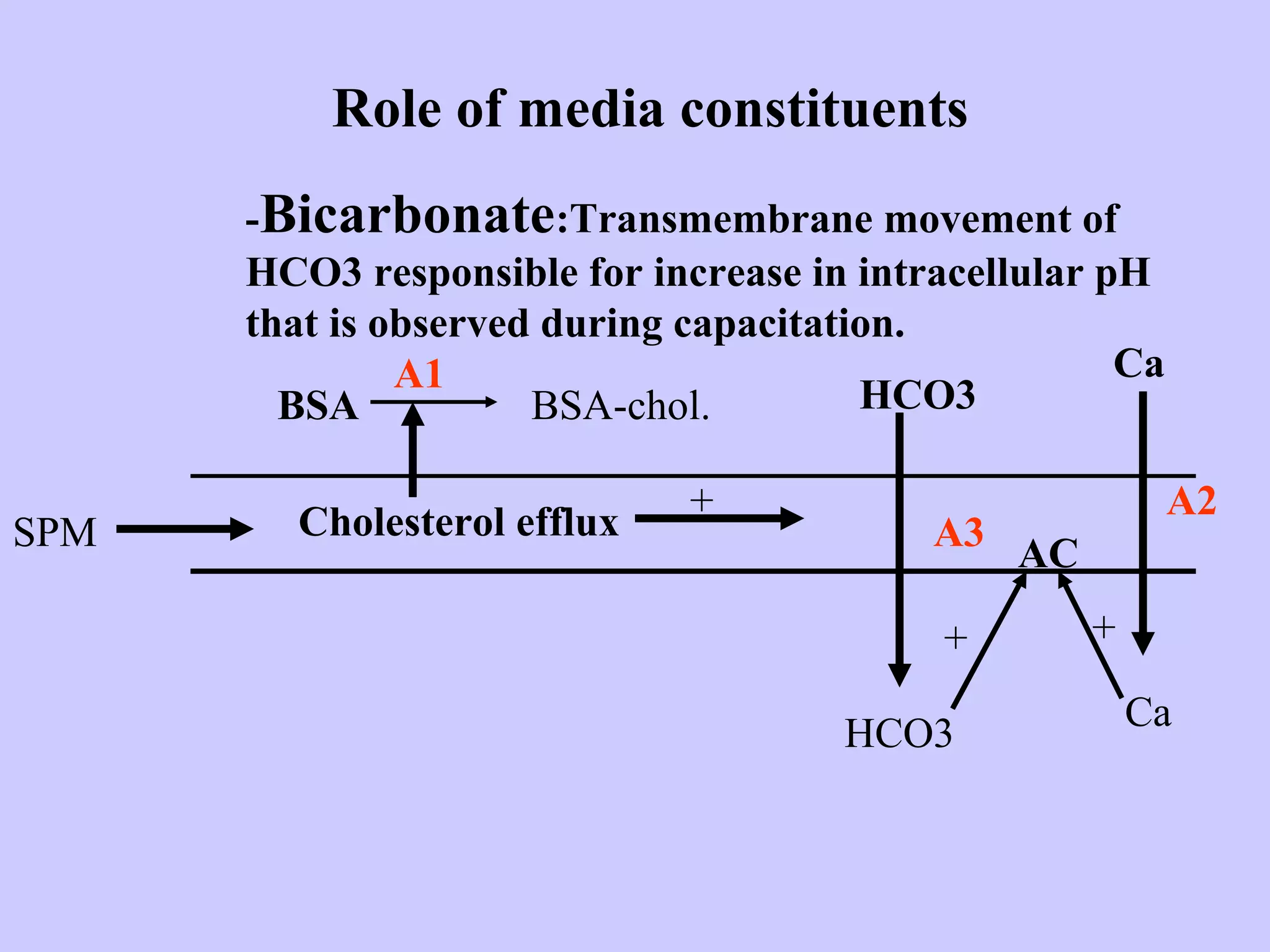 Role of media constituents
-Bicarbonate:Transmembrane movement of
HCO3 responsible for increase in intracellular pH
that is observed during capacitation.
SPM Cholesterol efflux
BSA BSA-chol.
A1 Ca
Ca
A2+
HCO3
HCO3
A3
AC
+ +
 