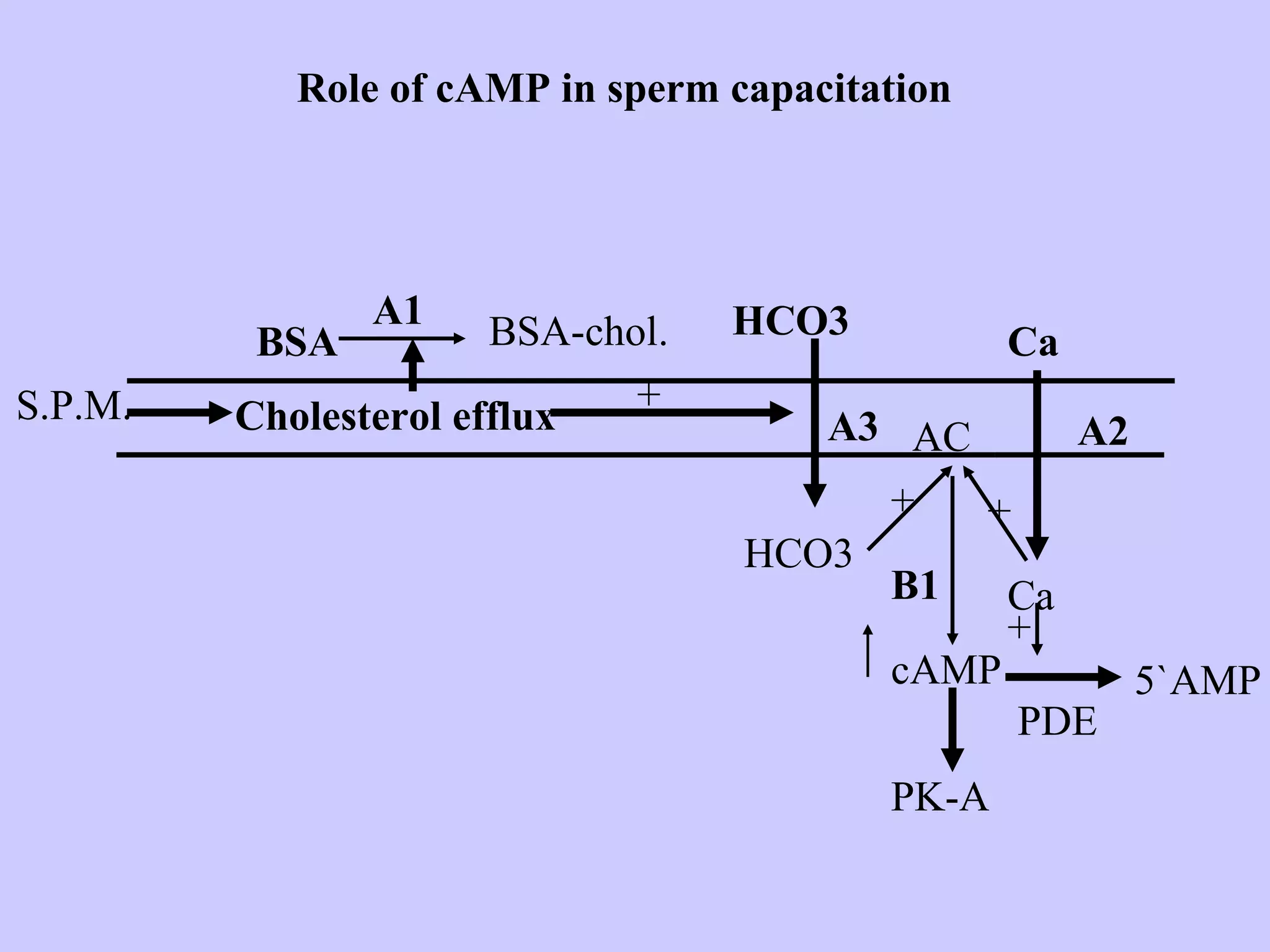 S.P.M. Cholesterol efflux
BSA
A1
BSA-chol.
+
HCO3
HCO3
A3
Ca
A2
Ca
+ +
AC
cAMP
PDE
+
PK-A
5`AMP
Role of cAMP in sperm capacitation
B1
 