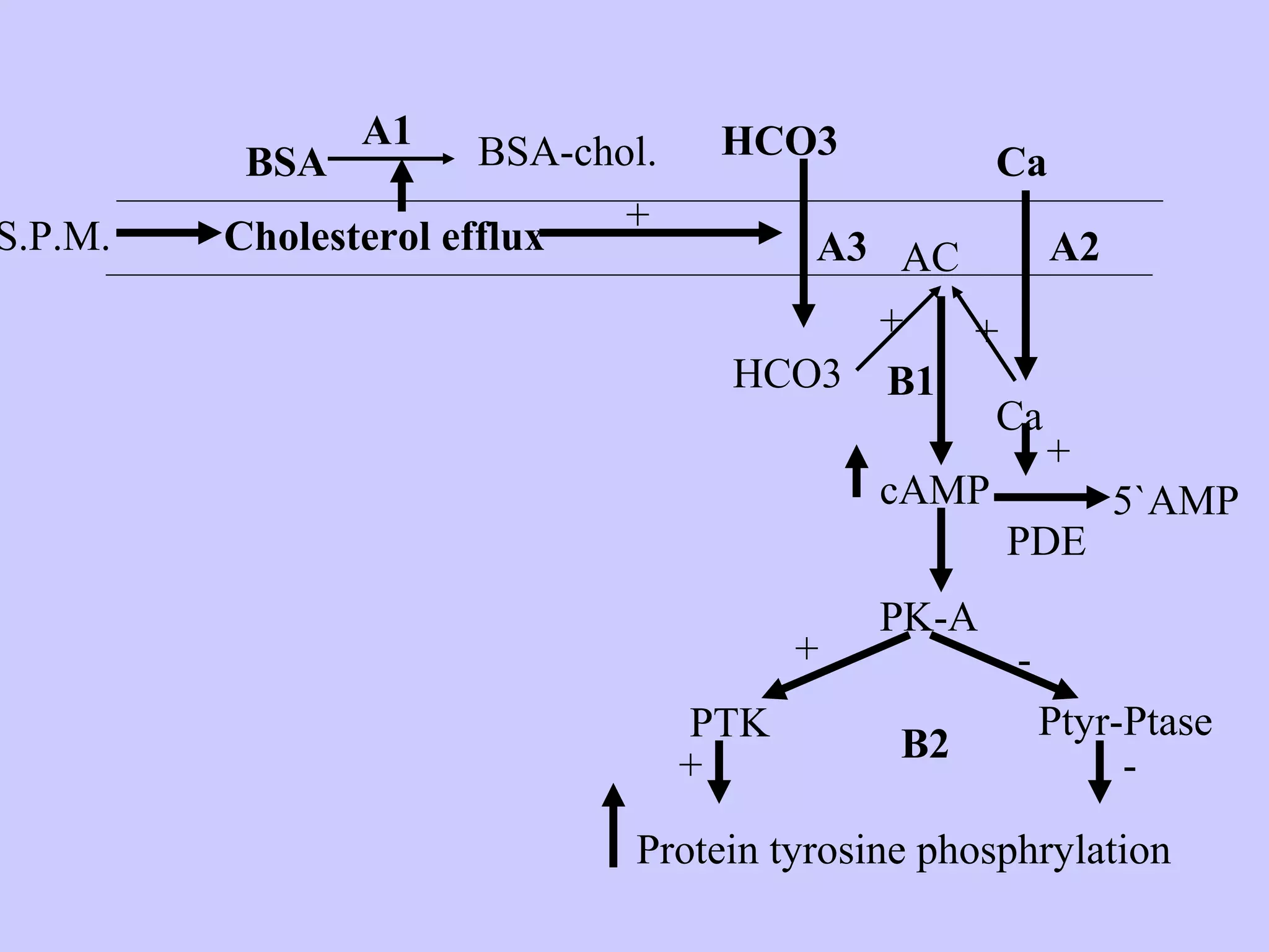 Cholesterol efflux
BSA
A1
BSA-chol.
+
HCO3
HCO3
A3
Ca
A2
Ca
+ +
AC
cAMP
PDE
+
PK-A
5`AMP
S.P.M.
PTK
+
+
-
Ptyr-Ptase
-
Protein tyrosine phosphrylation
B1
B2
 