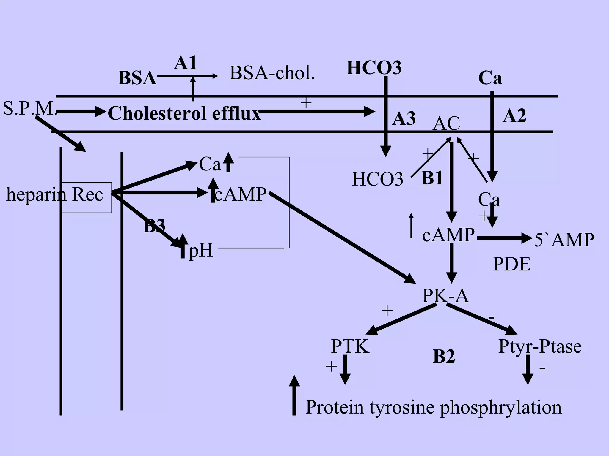 Cholesterol efflux
BSA
A1
BSA-chol.
+
HCO3
HCO3
A3
Ca
A2
Ca
+ +
AC
cAMP
PDE
+
PK-A
PTK
+
+
-
Ptyr-Ptase
-
Protein tyrosine phosphrylation
B1
B2
5`AMP
S.P.M.
Recheparin
Ca
cAMP
pH
B3
 