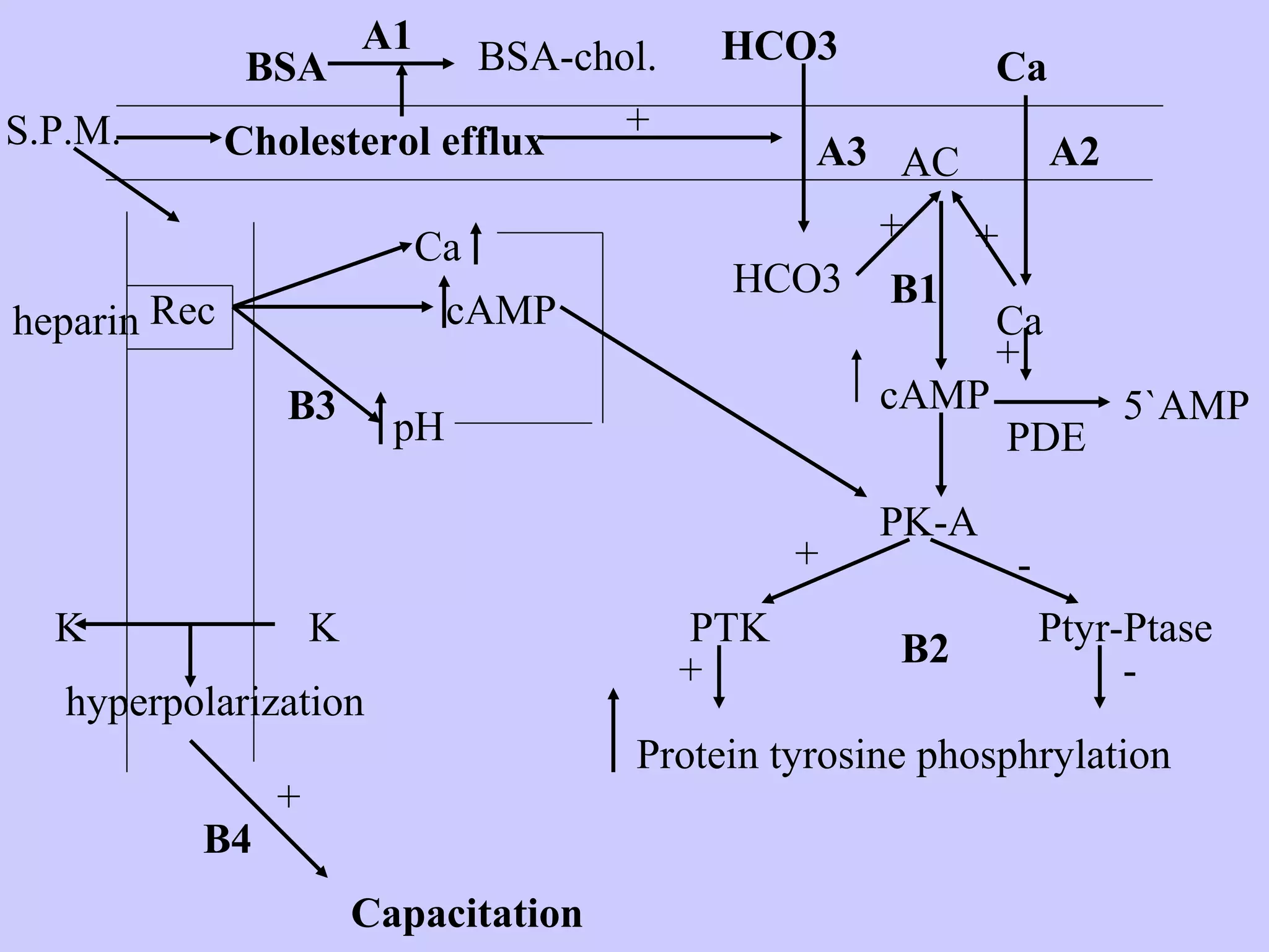 Cholesterol efflux
BSA
A1 BSA-chol.
+
HCO3
HCO3
A3
Ca
A2
Ca
+ +
AC
cAMP
PDE
+
PK-A
PTK
+
+
-
-
B1
B2
Rec
Ca
cAMP
pH
B3 5`AMP
Ptyr-Ptase
Protein tyrosine phosphrylation
S.P.M.
heparin
KK
hyperpolarization
+
B4
Capacitation
 