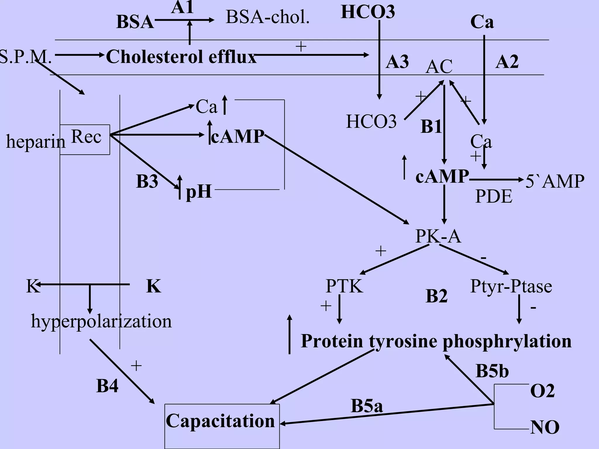 Cholesterol efflux
BSA
A1
BSA-chol.
+
HCO3
HCO3
A3
Ca
A2
Ca
+ +
AC
cAMP
PDE
+
PK-A
PTK
+
+
-
-
B1
B2
Rec
Ca
cAMP
pH
B3
heparin
KK
hyperpolarization
+
B4
Capacitation
5`AMP
Protein tyrosine phosphrylation
Ptyr-Ptase
S.P.M.
O2
NO
B5a
B5b
 
