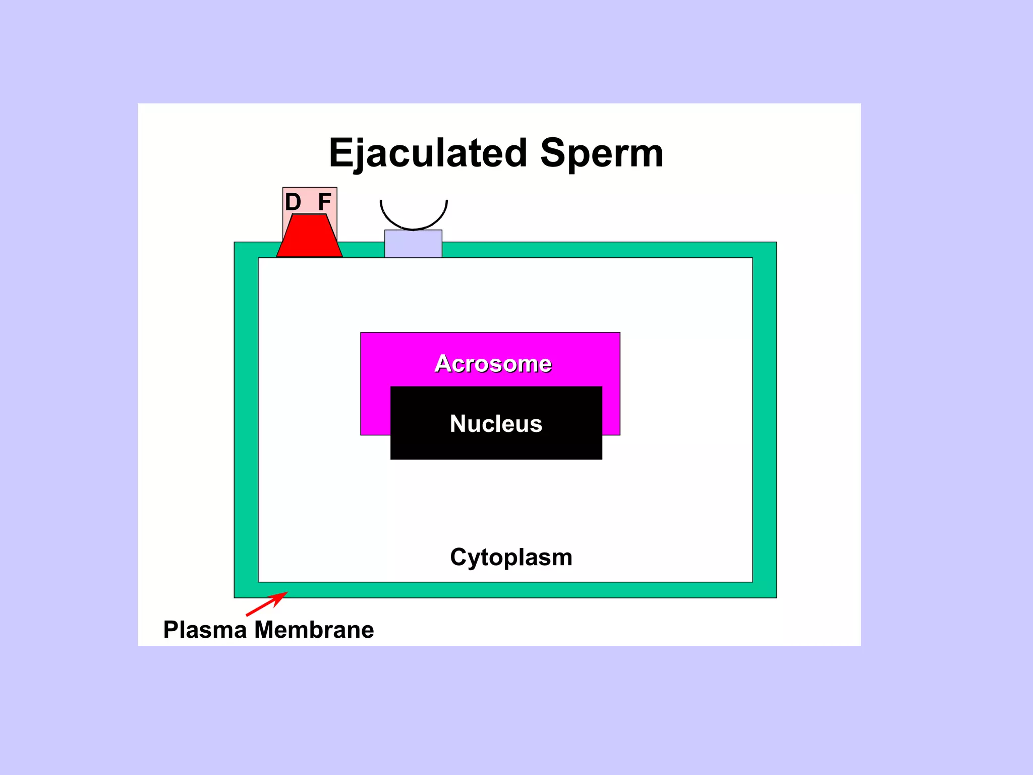 Ejaculated Sperm
D F
Plasma Membrane
Cytoplasm
Nucleus
AcrosomeAcrosome
 