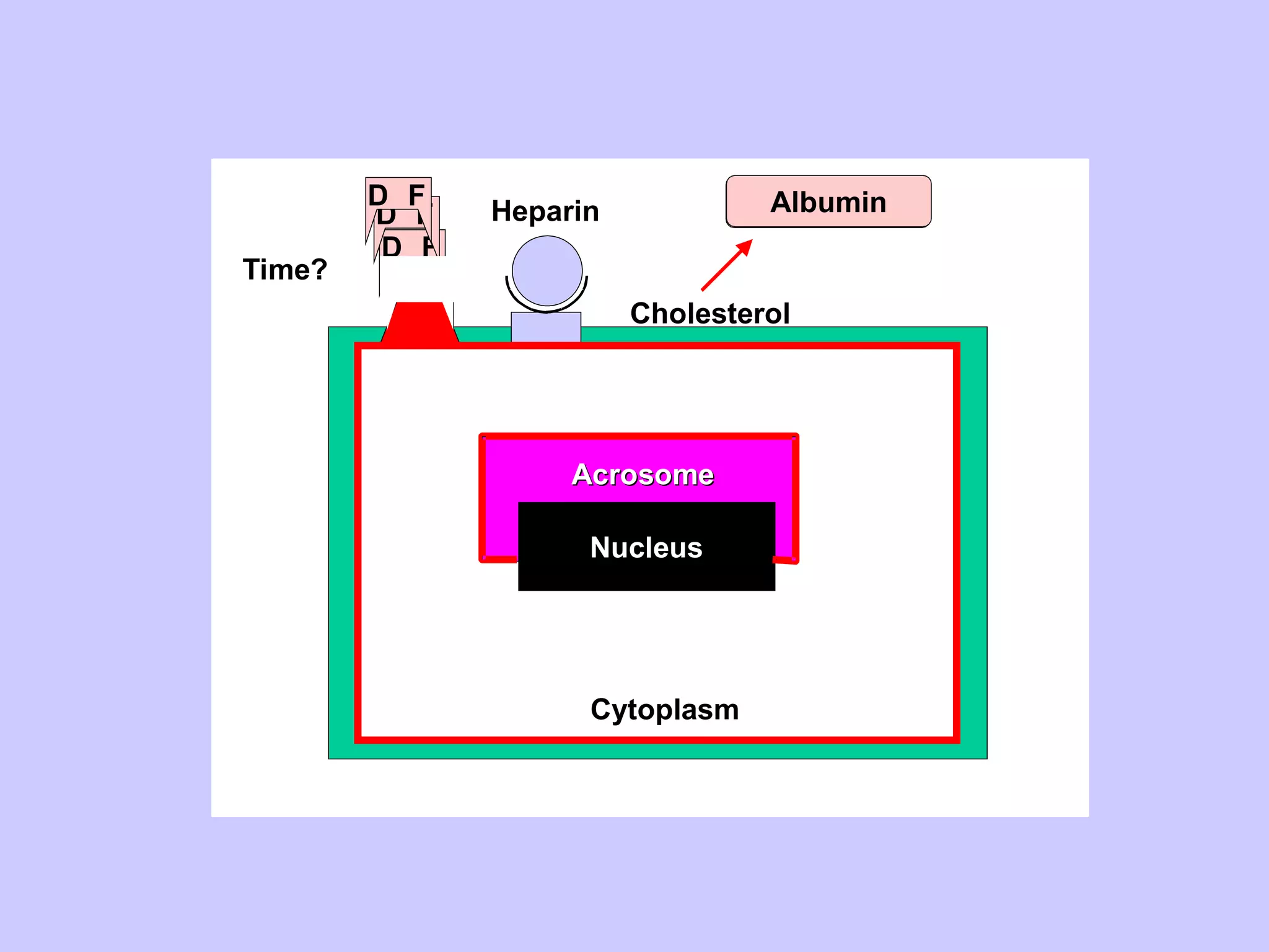 D F
Cytoplasm
Nucleus
AcrosomeAcrosome
GAG
Cholesterol
Chol-Acceptor
D F
D F
D F
D F
Heparin
Time?
Albumin
 