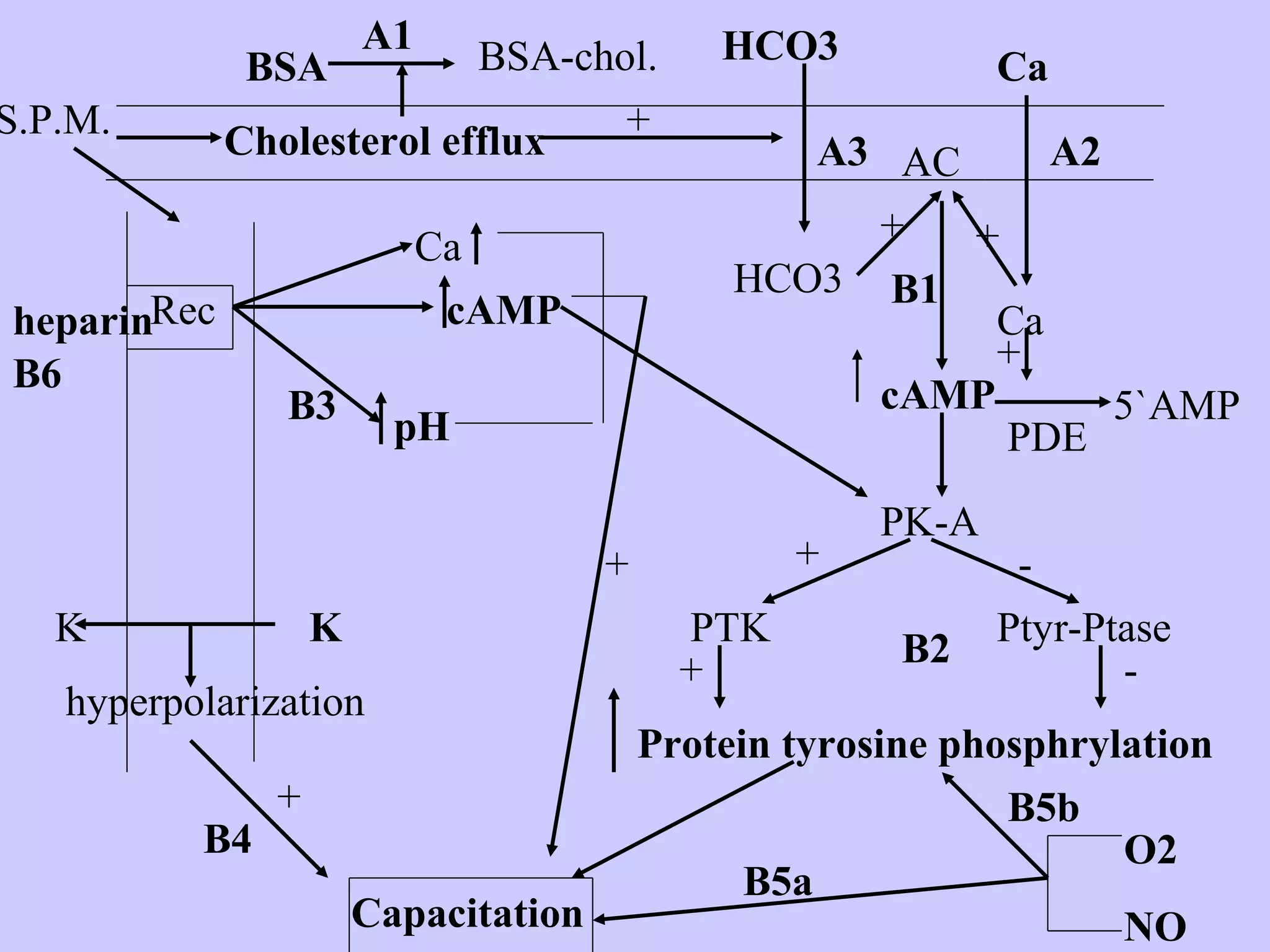 Cholesterol efflux
BSA
A1 BSA-chol.
+
HCO3
HCO3
A3
Ca
A2
Ca
+ +
AC
cAMP
PDE
+
PK-A
PTK
+
+
-
-
B1
B2
Rec
Ca
cAMP
pH
B3
heparin
KK
hyperpolarization
+
B4
Capacitation
5`AMP
Protein tyrosine phosphrylation
Ptyr-Ptase
O2
NO
B5a
B5b
S.P.M.
+
B6
 