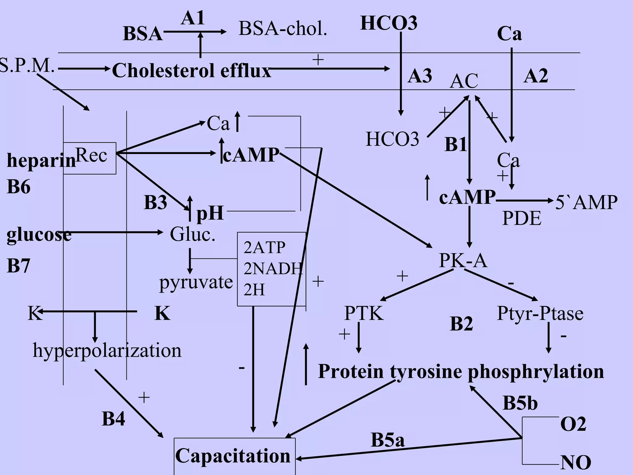 Cholesterol efflux
BSA
A1 BSA-chol.
+
HCO3
HCO3
A3
Ca
A2
Ca
+ +
AC
cAMP
PDE
+
PK-A
PTK
+
+
-
-
B1
B2
Rec
Ca
cAMP
pH
B3
heparin
KK
hyperpolarization
+
B4
Capacitation
5`AMP
Protein tyrosine phosphrylation
Ptyr-Ptase
O2
NO
B5a
B5b
+
B6
S.P.M.
glucose Gluc.
pyruvate
2ATP
2NADH
2H
-
B7
 