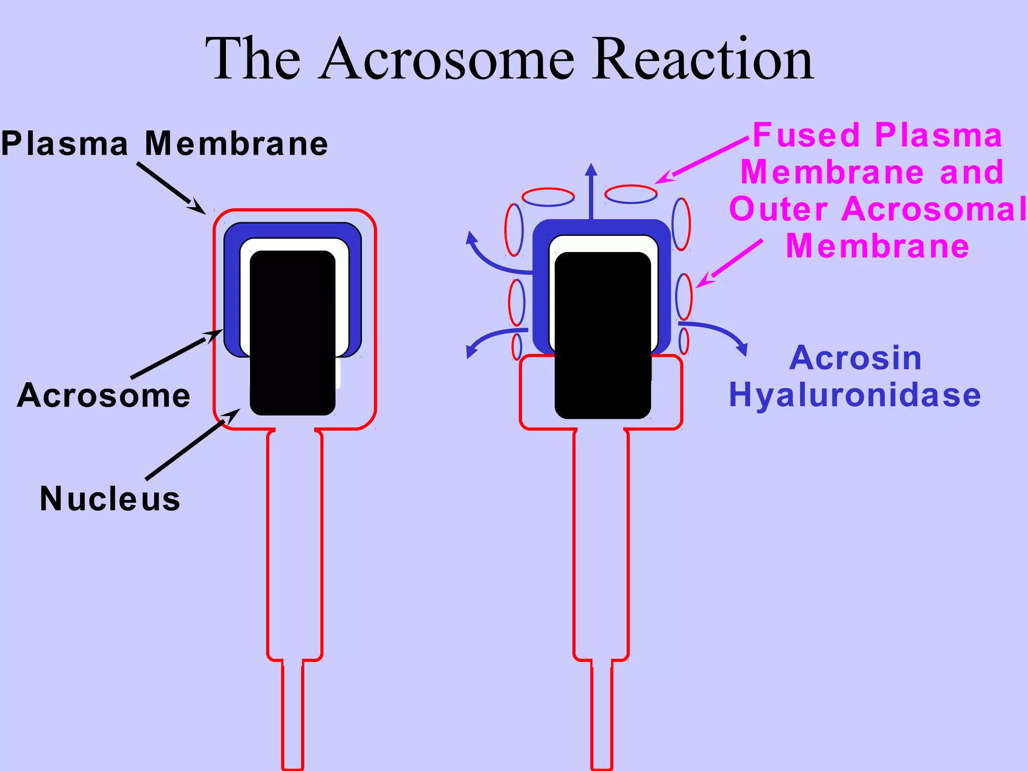 The Acrosome Reaction
Plasma Membrane
Acrosome
Fused Plasma
Membrane and
Outer Acrosomal
Membrane
Nucleus
Acrosin
Hyaluronidase
 