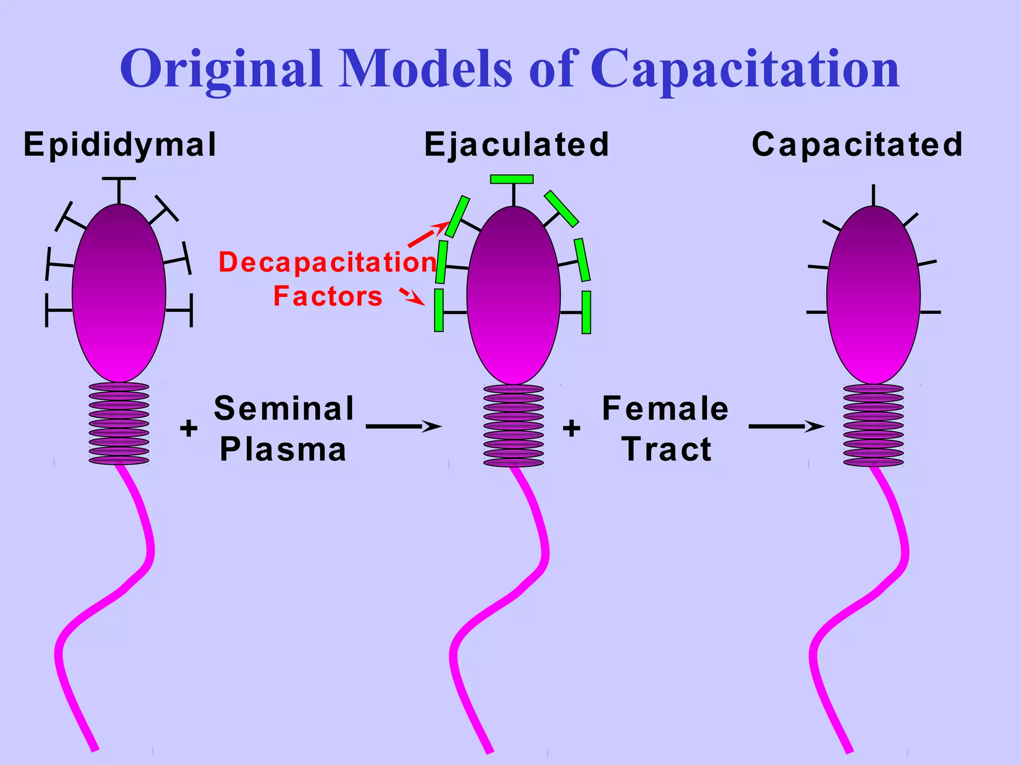 Original Models of Capacitation
Epididymal Capacitated
Female
Tract
+
Ejaculated
Seminal
Plasma
+
Decapacitation
Factors
 