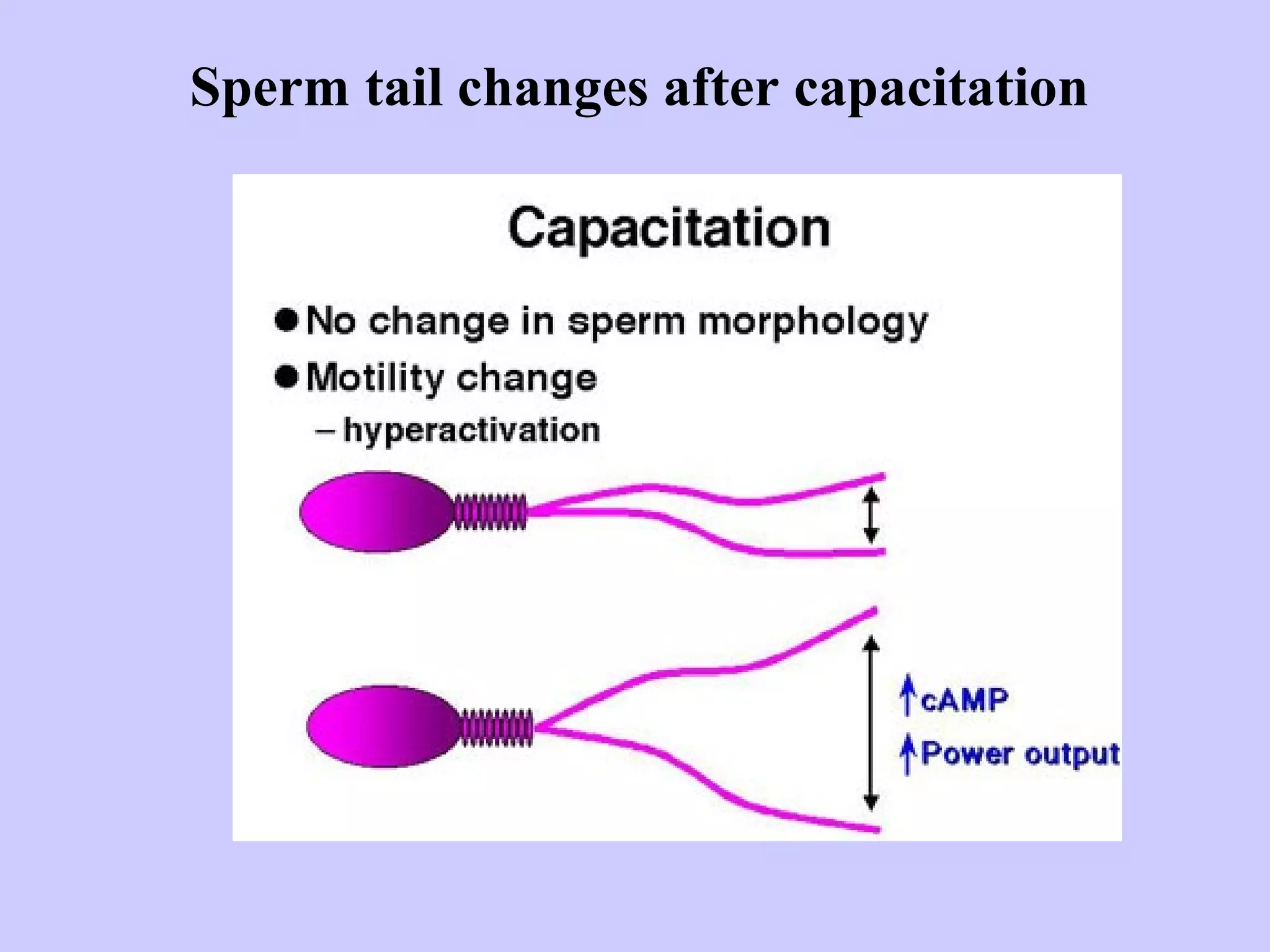 Sperm tail changes after capacitation
 