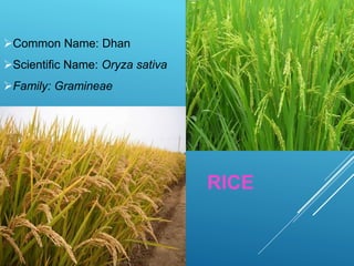 Different Types of Crop | PPTX