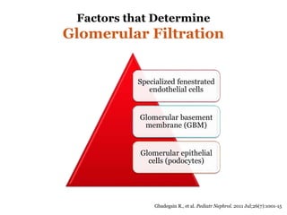 Factors that Determine
Glomerular Filtration
Specialized fenestrated
endothelial cells
Glomerular basement
membrane (GBM)
Glomerular epithelial
cells (podocytes)
Gbadegsin R., et al. Pediatr Nephrol. 2011 Jul;26(7):1001-15
 