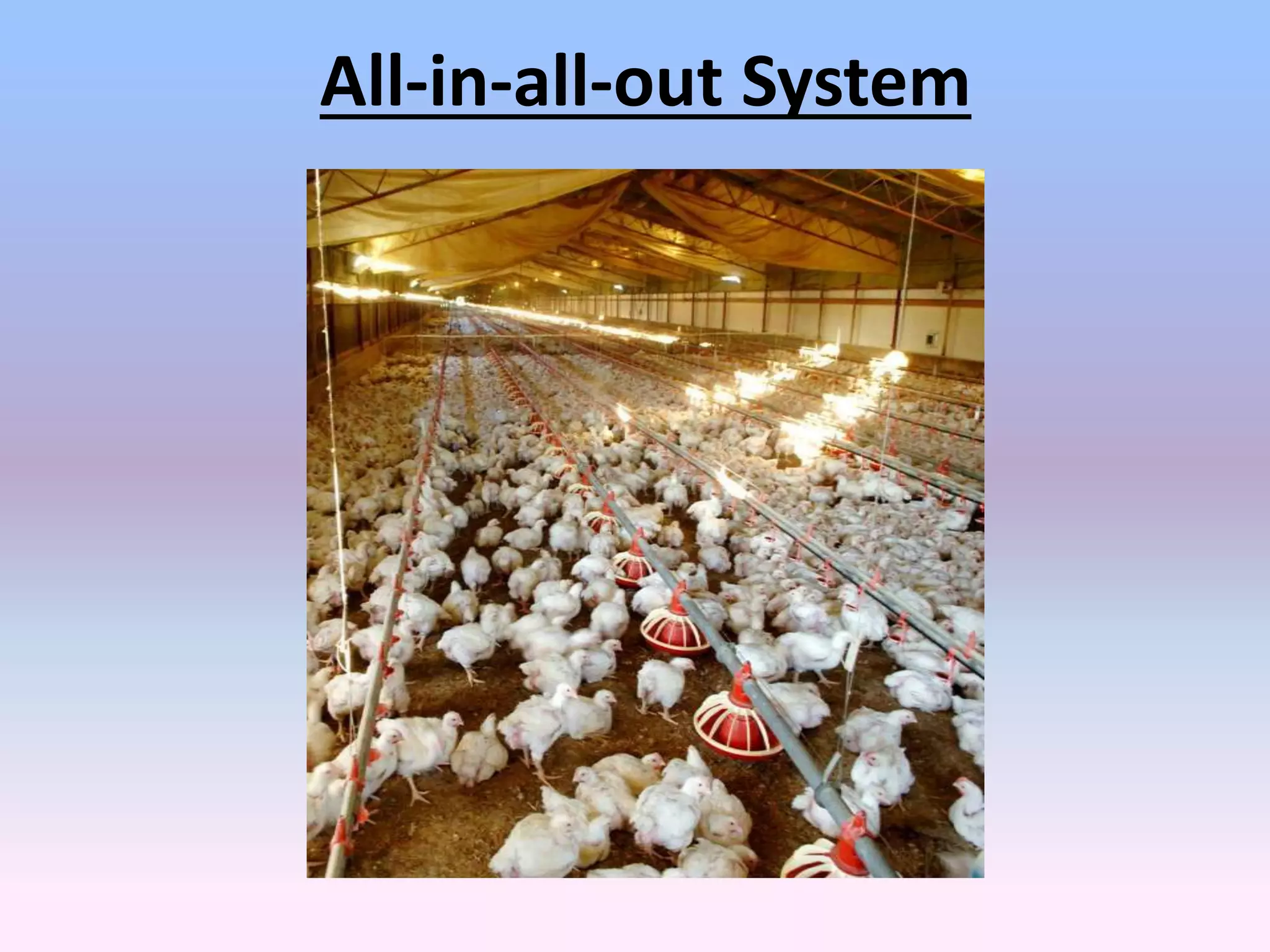 Buyback system and all in all out system in broiler farming pptx