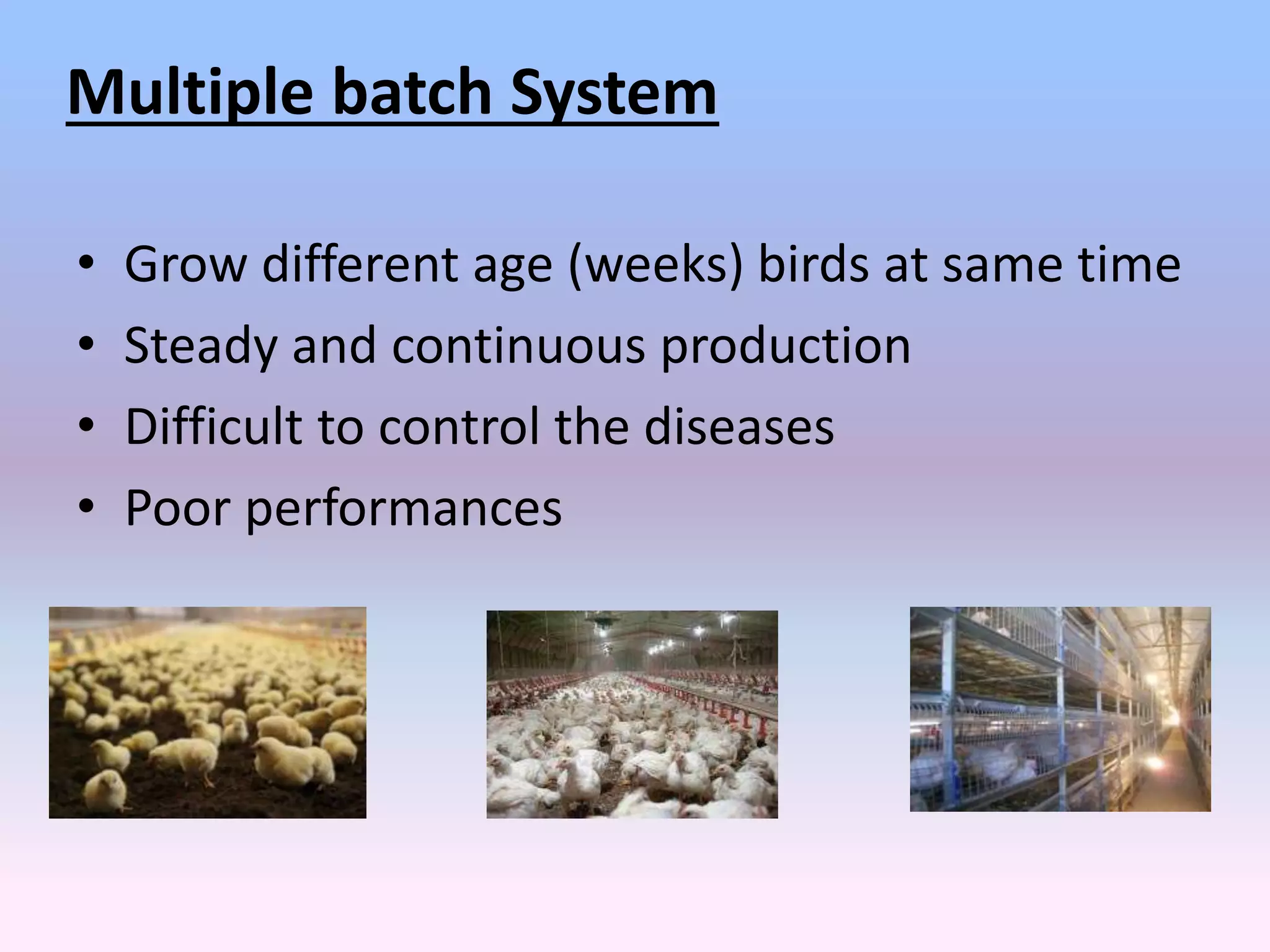Buyback system and all in all out system in broiler farming pptx