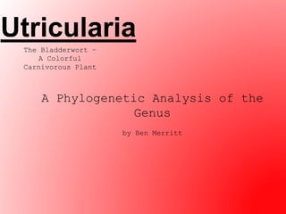 Utricularia
The Bladderwort –
A Colorful
Carnivorous Plant
A Phylogenetic Analysis of the
Genus
by Ben Merritt
 