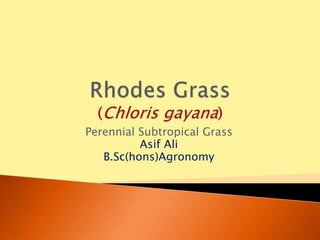 Perennial Subtropical Grass
Asif Ali
B.Sc(hons)Agronomy
 