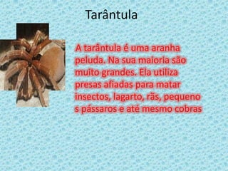 Tarântula    A tarântula é uma aranha peluda. Na sua maioria são muito grandes. Ela utiliza presas afiadas para matar insectos, lagarto, rãs, pequenos pássaros e até mesmo cobras 