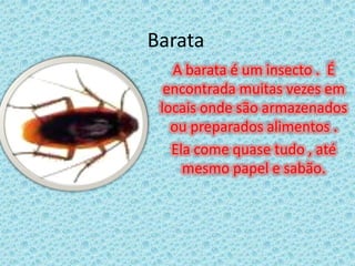 BarataA barata é um insecto .  É encontrada muitas vezes em locais onde são armazenados ou preparados alimentos .Ela come quase tudo , até mesmo papel e sabão.