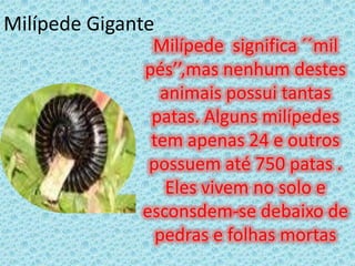 Milípede GiganteMilípede  significa ´´mil pés’’,mas nenhum destes animais possui tantas patas. Alguns milípedes tem apenas 24 e outros possuem até 750 patas . Eles vivem no solo e esconsdem-se debaixo de pedras e folhas mortas 