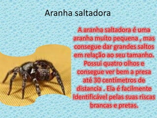 Aranha saltadora A aranha saltadora é uma aranha muito pequena , mas consegue dar grandes saltos em relação ao seu tamanho. Possui quatro olhos e consegue ver bem a presa até 30 centímetros de distancia . Ela é facilmente identificável pelas suas riscas brancas e pretas.