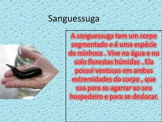 SanguessugaA sanguessuga tem um corpo segmentado e é uma espécie de minhoca . Vive na água e no solo florestas húmidas . Ela possui ventosas em ambas extremidades do corpo , que usa para se agarrar ao seu hospedeiro e para se deslocar.