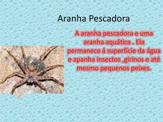 Aranha Pescadora  A aranha pescadora e uma aranha aquática . Ela permanece á superfície da água e apanha insectos ,girinos e até mesmo pequenos peixes.