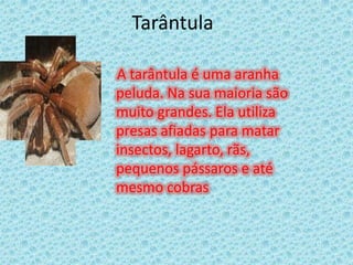 Tarântula    A tarântula é uma aranha peluda. Na sua maioria são muito grandes. Ela utiliza presas afiadas para matar insectos, lagarto, rãs, pequenos pássaros e até mesmo cobras 