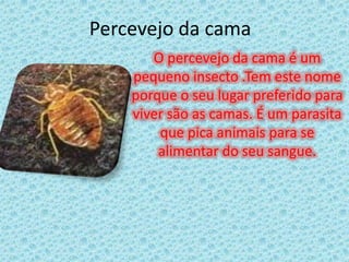 Percevejo da camaO percevejo da cama é um pequeno insecto .Tem este nome  porque o seu lugar preferido para viver são as camas. É um parasita que pica animais para se alimentar do seu sangue. 