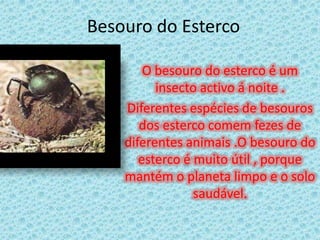 Besouro do Esterco O besouro do esterco é um insecto activo á noite .Diferentes espécies de besouros dos esterco comem fezes de diferentes animais .O besouro do esterco é muito útil , porque mantém o planeta limpo e o solo saudável.
