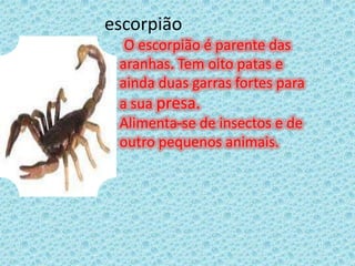 escorpiãoO escorpião é parente das aranhas. Tem oito patas e ainda duas garras fortes para a sua presa.                     Alimenta-se de insectos e de outro pequenos animais.