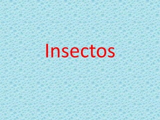 Insectos 