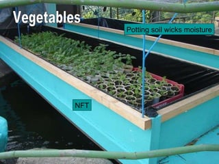 NFT Potting soil wicks moisture Vegetables 