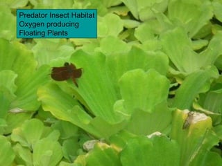 Predator Insect Habitat Oxygen producing Floating Plants 