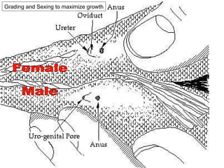 Female Male Grading and Sexing to maximize growth 