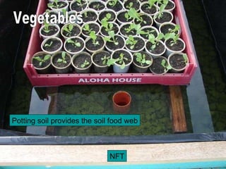 NFT Vegetables Potting soil provides the soil food web 