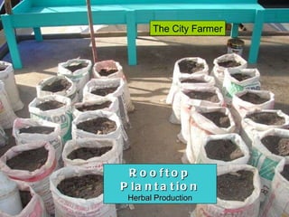 Rooftop Plantation Herbal Production The City Farmer 