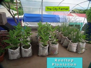 Rooftop Plantation Herbal Production The City Farmer 