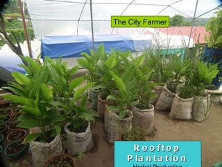 Rooftop Plantation Herbal Production The City Farmer 