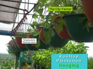 Rooftop Plantation Hanging Plants Herbal Production The City Farmer Hanging plants Maximize space 
