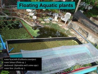 Floating Aquatic plants water hyacinth (Eichhoria crassipes) water lettuce (Pistia sp. ) duckweed  (Spirodela and Lemna spp.)  water fern (Azolla sp. ) 