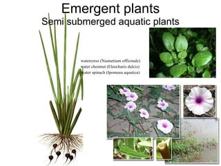 Emergent plants Semi submerged aquatic plants watercress (Nasturtium officinale) water chestnut (Eleocharis dulcis)  water spinach (Ipomoea aquatica) 