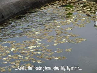 ...Azolla, the floating fern, lotus, lily, hyacinth... 